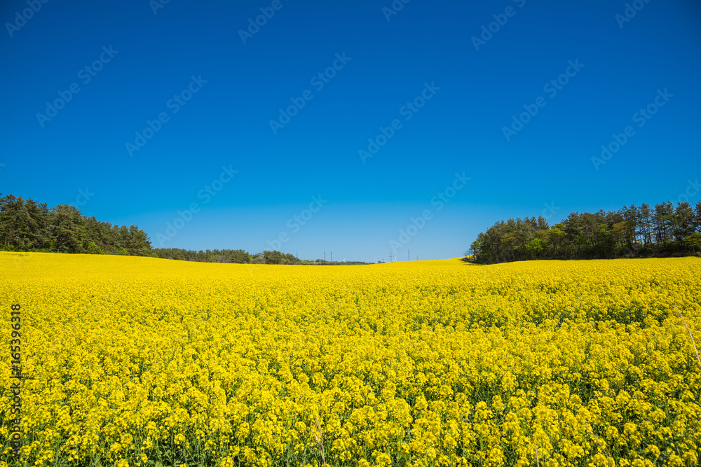 絶景、菜の花畑　/ 下北半島の菜の花畑は５月初旬に満開となる。