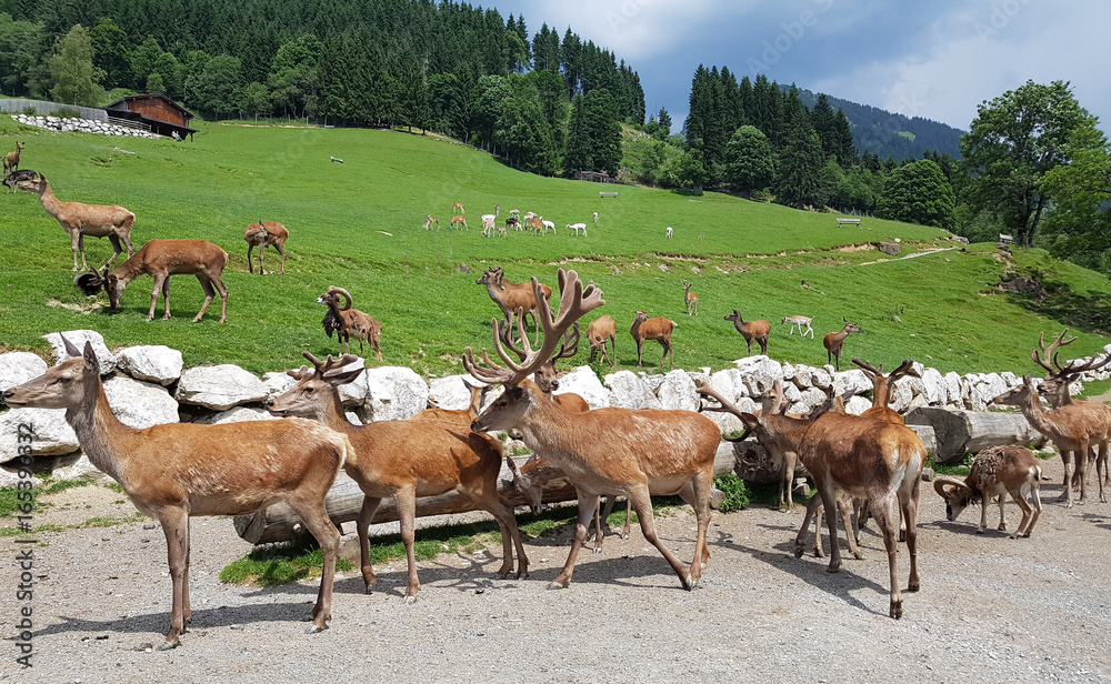 Fototapeta premium Wildfuetterung, Rothirsch, Hirsch, Sikahirsch, Ziegen