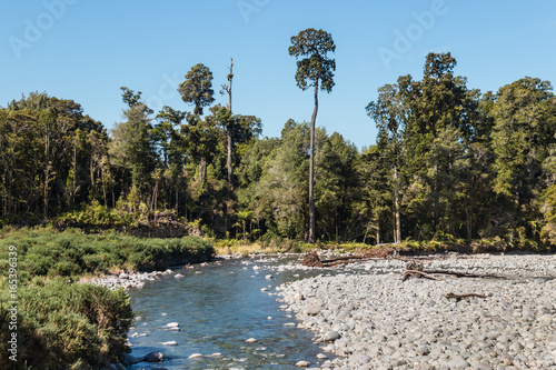 Aorere River with rimu trees in Kahurangi National Park, New Zealand photo