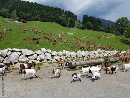 Wildfuetterung, Rothirsch, Hirsch, Sikahirsch, Ziegen photo