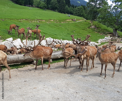 Wildfuetterung, Rothirsch, Hirsch, Sikahirsch, Ziegen photo