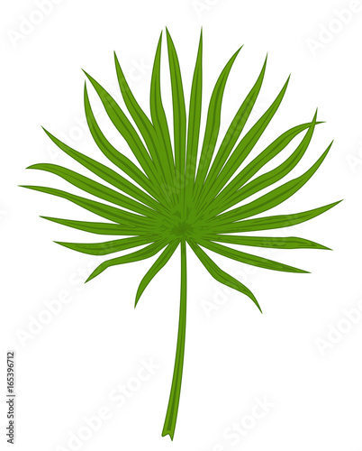 Green palm leaf