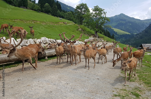 Wildfuetterung, Rothirsch, Hirsch, Sikahirsch, Ziegen photo