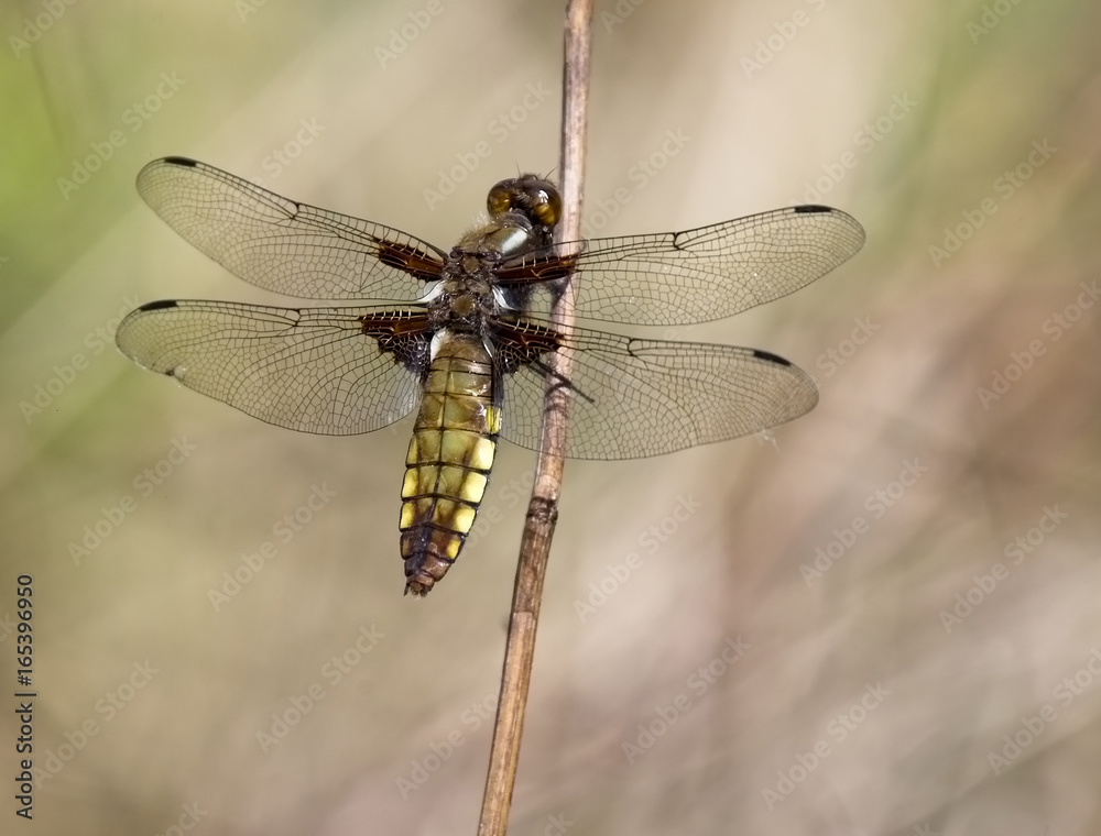 Broad-bodied Chaser dragonfly (Libellula depressa), female perched, Wahner Heide, near Cologne, (Koln), Germany. Broad-bodied Chaser dragonfly (Libellula depressa), female perched, Wahner Heide, near Cologne, (Koln), Germany.