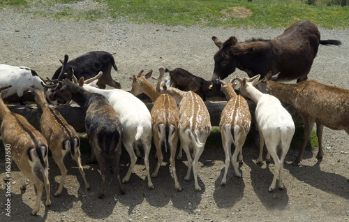 Wildfuetterung, Rothirsch, Hirsch, Sikahirsch, Ziegen photo