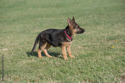 Young Brown German Shepherd Puppy Dog  on the green grass © popovj2