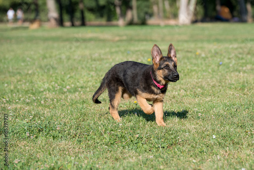 Young Brown German Shepherd Puppy Dog on the green grass