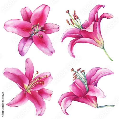 Set  collection with  close-up of a pink Lilies flower. Watercolor hand drawn painting illustration  isolated on white background. 