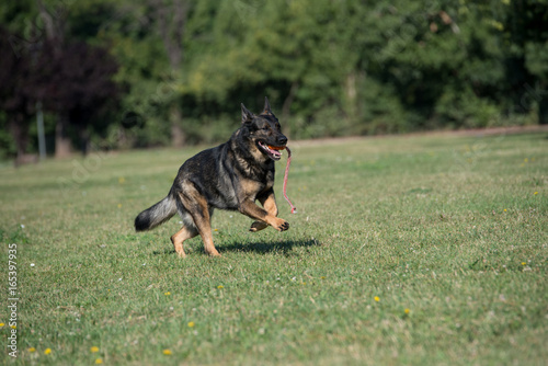 German Shepherd Dog Running Through the Grass