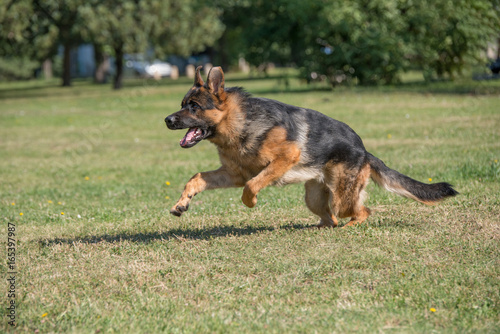 German Shepherd Dog Running Through the Grass