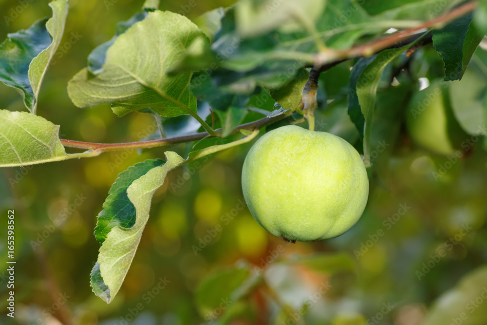 green apple on a branch