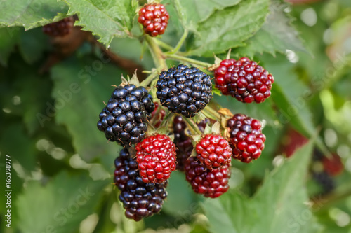 blackberries on the bush