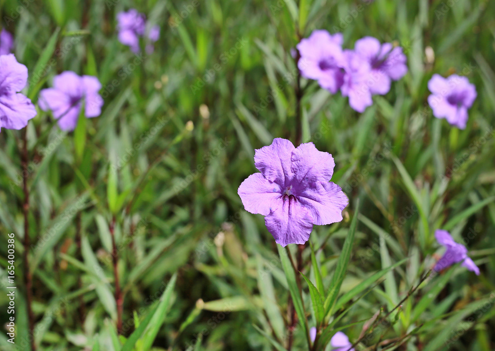 purple flower which Thai people called cracker plant known as weed and herb. purple flower which Thai people called cracker plant known as weed and herb.