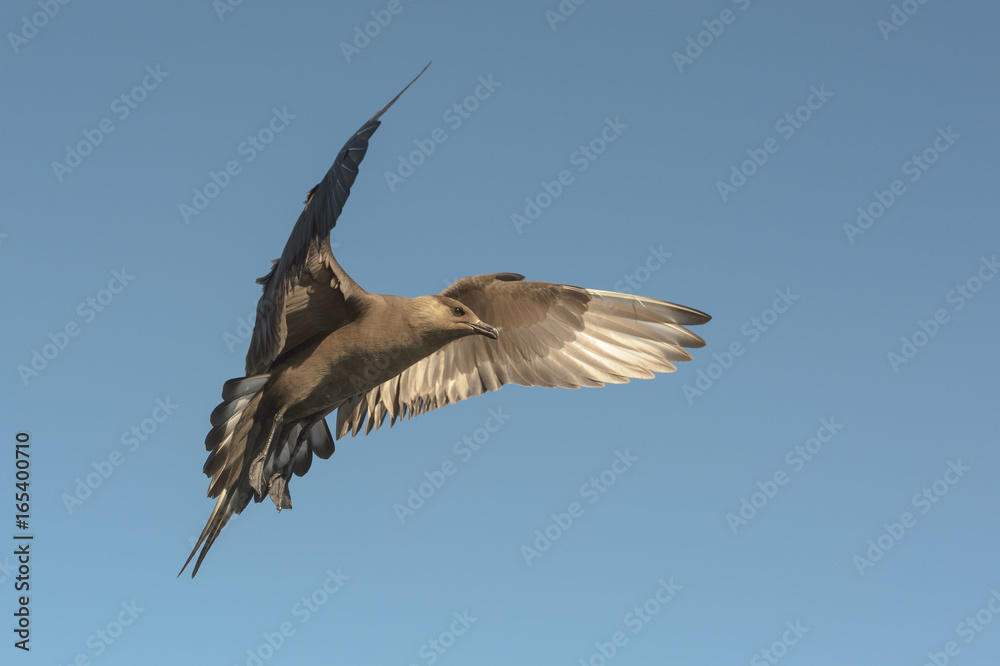 Obraz premium Arctic Skua in flight.