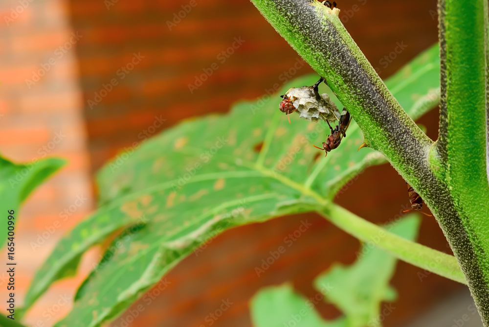 hornet hornet