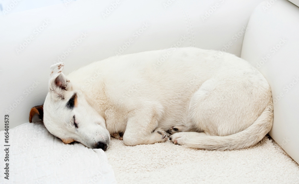 Fototapeta premium Jack Russell dog sleeps on a white couch.