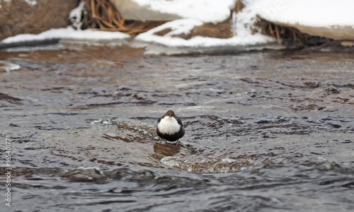 Dipper in the winter on the river bank