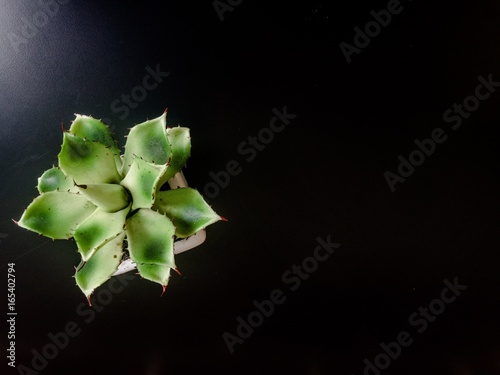 Top of Cactus in flowerpot on black wooden table in copy space concept 