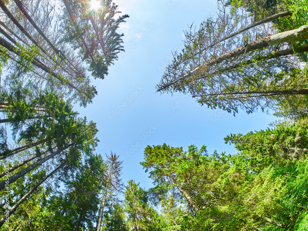 Fototapeta premium In the summer park