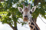 Head shot of a giraffe with a nice blurry background