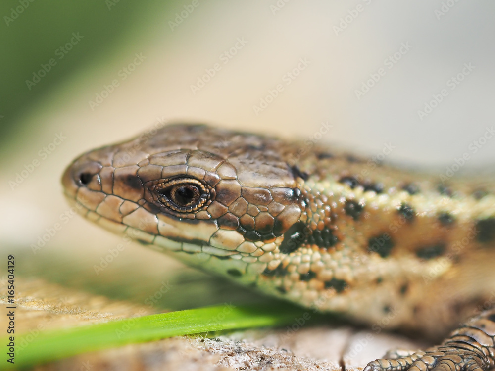 Obraz premium Lizard in the grass