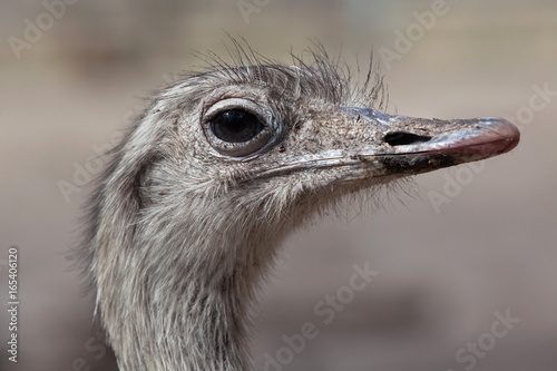 Greater rhea (Rhea americana) photo