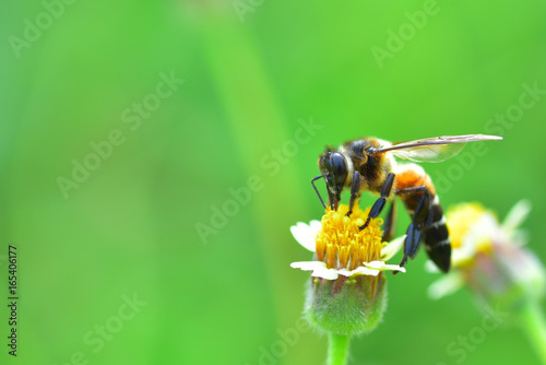 a bee perched on flower © wirakorn