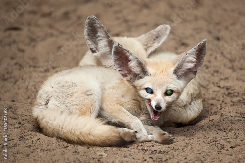 Fennec foxes (Vulpes zerda). © Vladimir Wrangel
