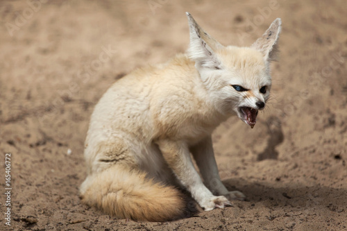 Quadro su tela Fennec fox (Vulpes zerda).