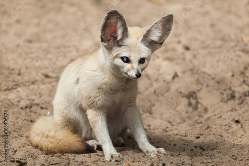Fennec fox (Vulpes zerda). © Vladimir Wrangel