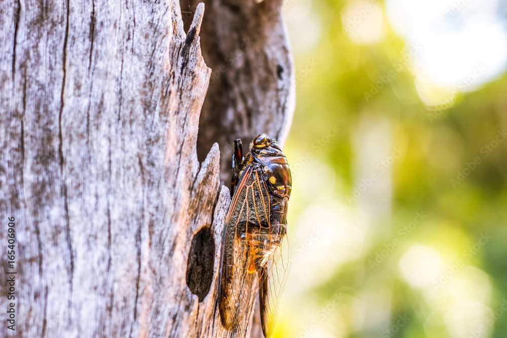 Cicada Bug. Cicada insect. Cicada stick on tree at the park of thailand Tremendous musical abilities of cicada. insect sings beautifully and prefers a warm climate Cicada Bug. Cicada insect. Cicada stick on tree at the park of thailand Tremendous musical abilities of cicada. insect sings beautifully and prefers a warm climate