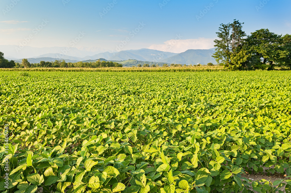 Agricultural landscape. Field of soy.