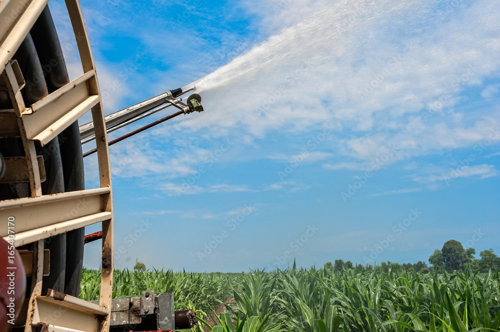 Fototapeta premium Water sprinkler installation in a field of corn.