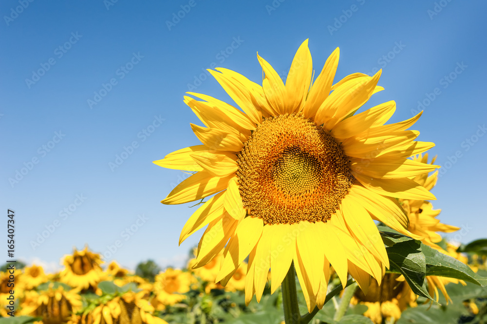 Sunflower in blossom. Sunflowers close up.