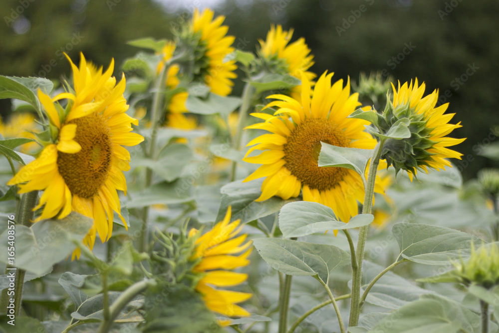 Fototapeta premium Sonnenblumen