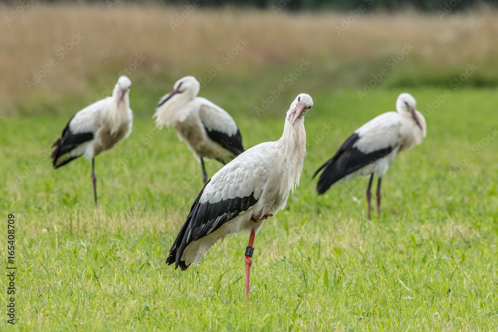 Obraz premium storchfamilie
