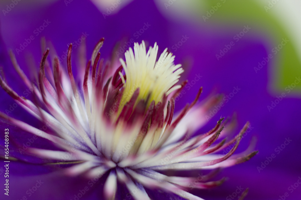 Obraz premium Flower