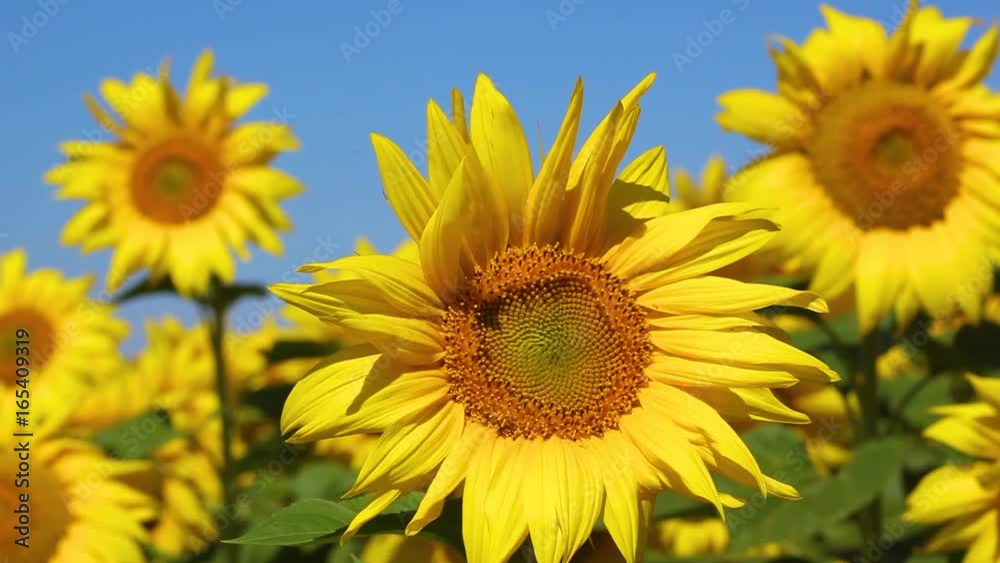 Field of blossoming sunflowers in the morning Field of blossoming sunflowers in the morning