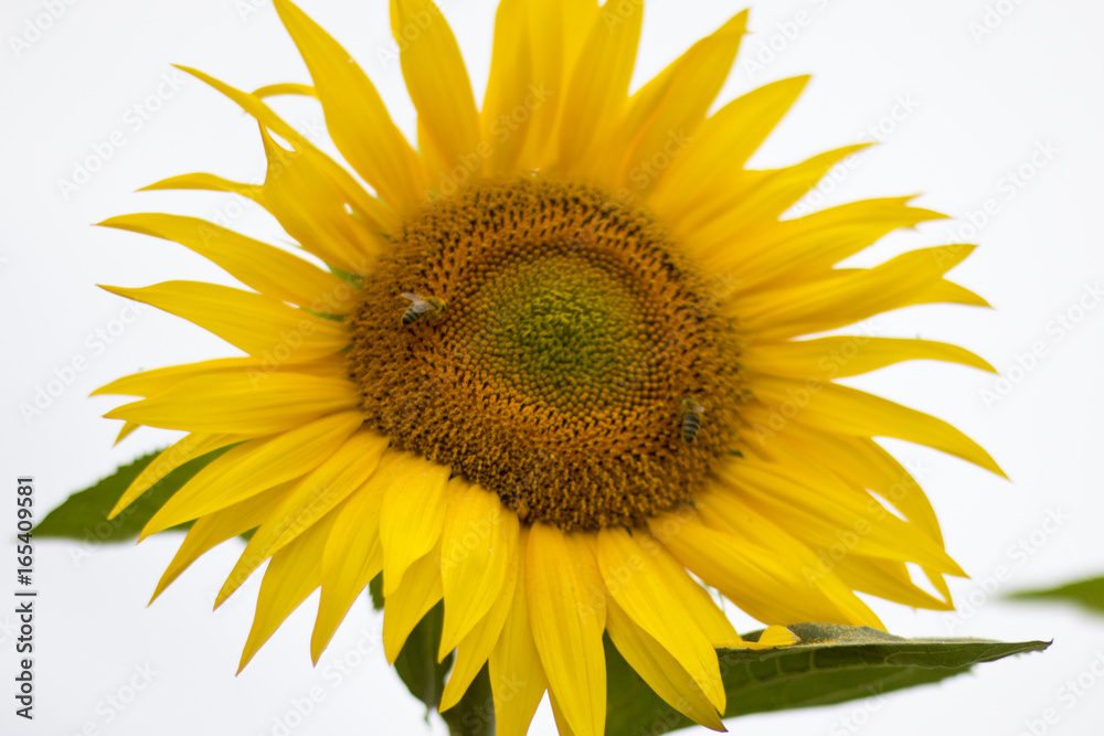 Fototapeta premium Sonnenblumen