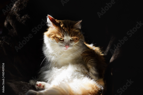 Red cat with white spots in the sun on a dark background