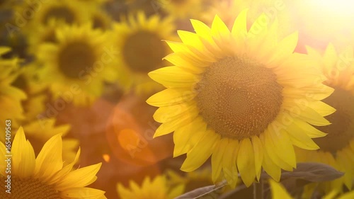 Field of blossoming sunflowers at sunset. Sun rays
