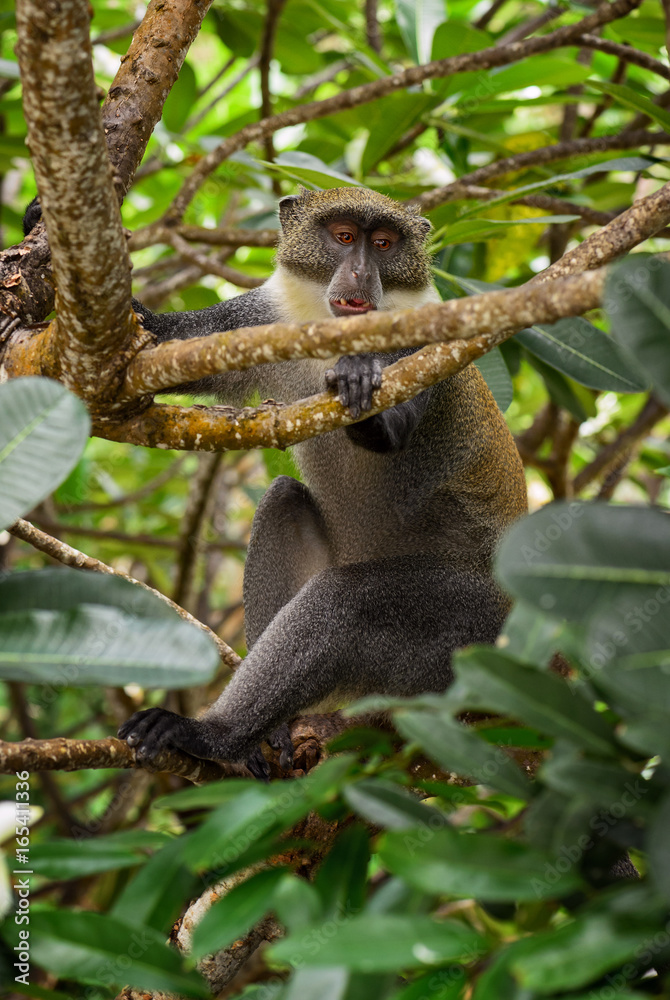 Blue Monkey - Cercopithecus mitis, Kenya, Africa Blue Monkey - Cercopithecus mitis, Kenya, Africa