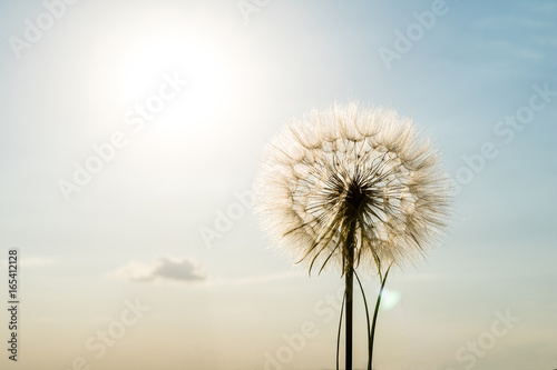 Big dandelion against the sky © segenvitaly