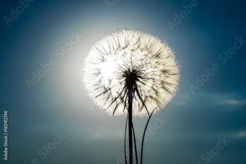 Big dandelion against the sky