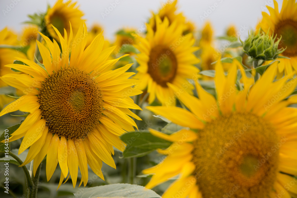 Obraz premium Sonnenblumen