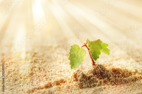 Little Tree in the Sand photo