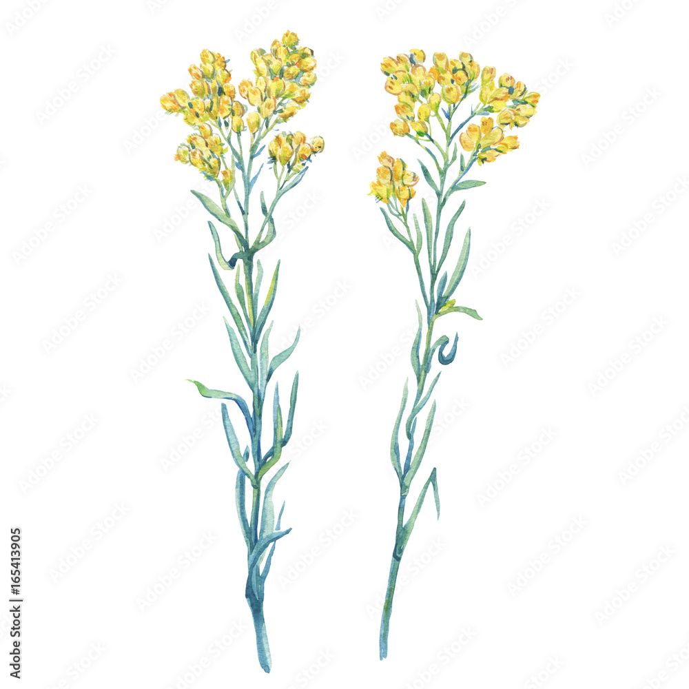 A branch close-up of a yellow Helichrysum arenarium (dwarf everlast,  immortelle)  flower, medicinal plant. Watercolor hand drawn painting illustration, isolated on white background.