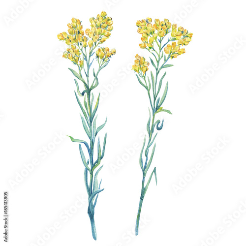 A branch close-up of a yellow Helichrysum arenarium (dwarf everlast,  immortelle)  flower, medicinal plant. Watercolor hand drawn painting illustration, isolated on white background. photo
