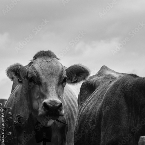 head shot of a cow in black and white