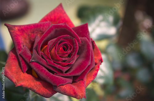 Single red-orange rose